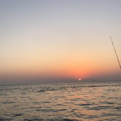 渋いの中でも青物&太刀魚!